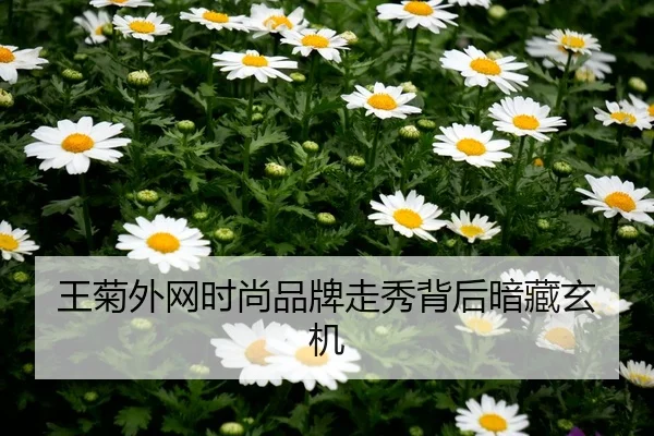 wang-ju-wai-wang-shi-shang-pin-pai-zou-xiu-bei-hou-an-cang-xuan-ji-1-713.jpg